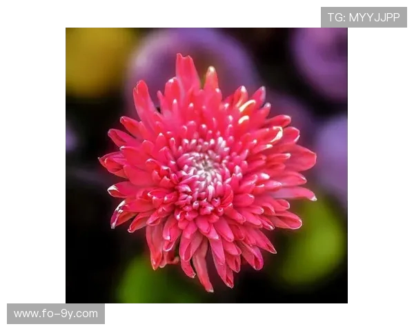 当足坛巨星化身段子手讲述他们的欢乐日常与奇葩瞬间故事集趣味篇 当足坛巨星化身段子手讲述他们的欢乐日常与奇葩瞬间故事集趣味篇